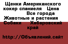 Щенки Американского кокер спаниеля › Цена ­ 15 000 - Все города Животные и растения » Собаки   . Хабаровский край